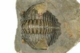 Hollardops Trilobite Fossil - Orange Eye Facets #359507-2